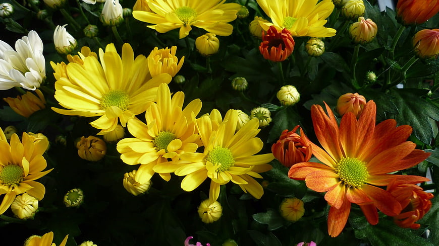 Vibrant yellow and orange chrysanthemums in full bloom