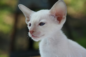 Close-up portrait of a white kitten with blue eyes