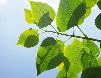 Sunlit green leaves against a clear blue sky