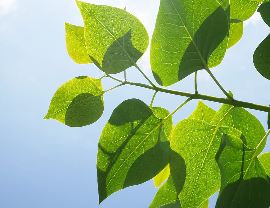 Sunlit green leaves against a clear blue sky