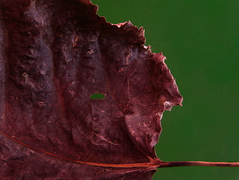 Close-up of dried brown leaf texture on green background