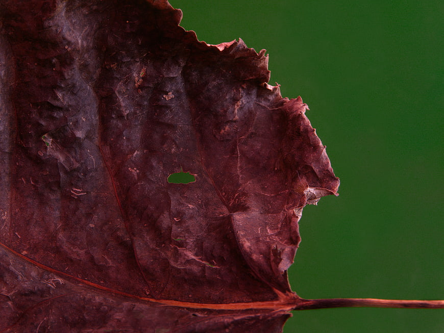 Close-up of dried brown leaf texture on green background