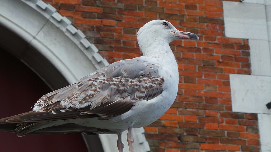 Seagull Standing on Brick Wall in Venice