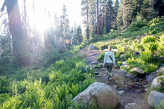 Woman hiking on forest trail with sunlight and ferns