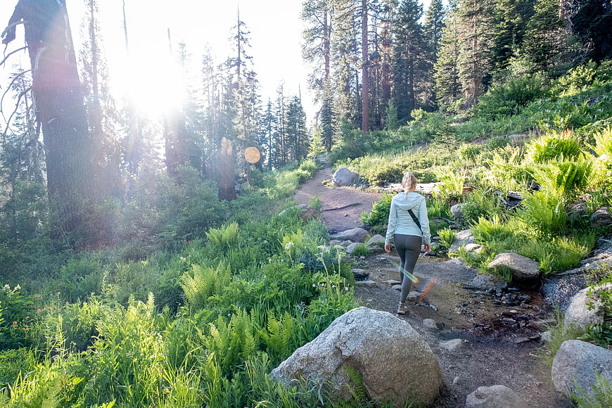 Woman hiking on forest trail with sunlight and ferns
