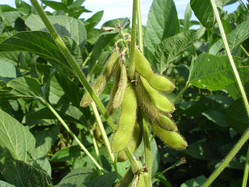 Close-up of green soybean pods on a plant in a field