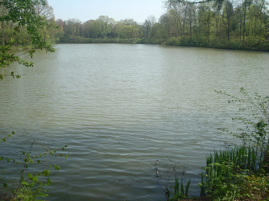 Calm Lake Surrounded by Green Forest in Spring