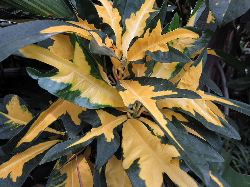 Close-up of Variegated Croton Plant with Yellow and Green Leaves