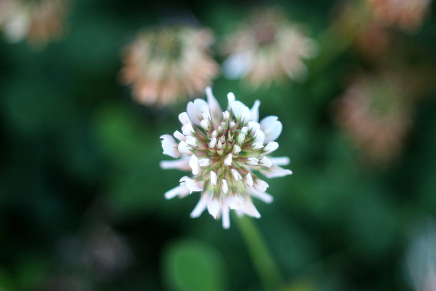 Close-up of a white clover flower with blurred green background