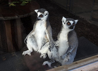 Two Ring-Tailed Lemurs Sitting Together in Zoo Enclosure