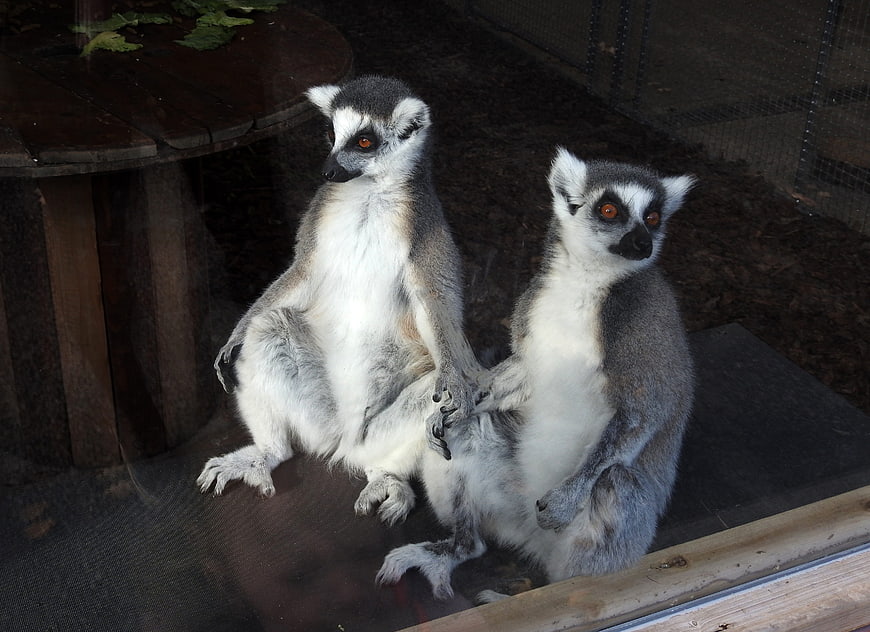 Two Ring-Tailed Lemurs Sitting Together in Zoo Enclosure