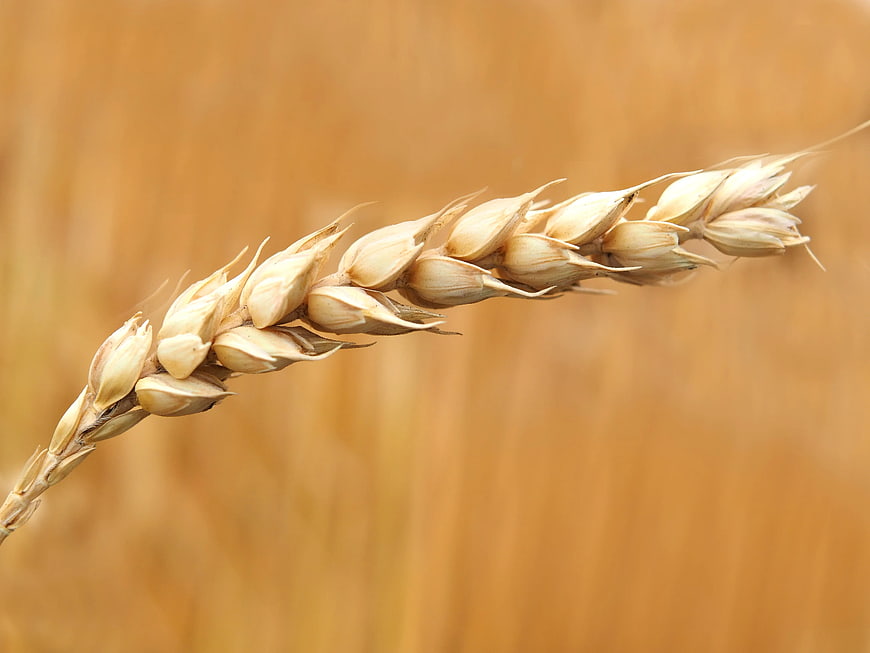 Closeup of Golden Wheat Grain on Blurred Field Background