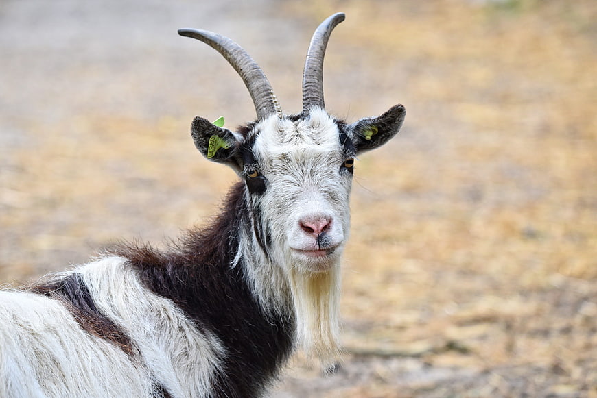 Close-up portrait of a black and white goat with horns