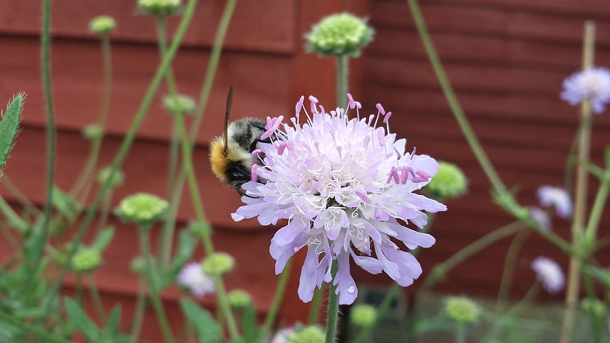 Bumblebee Pollinating Scabious Flower in Garden
