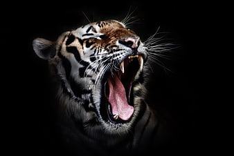 Close-up portrait of a roaring tiger head on black background