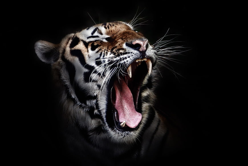 Close-up portrait of a roaring tiger head on black background