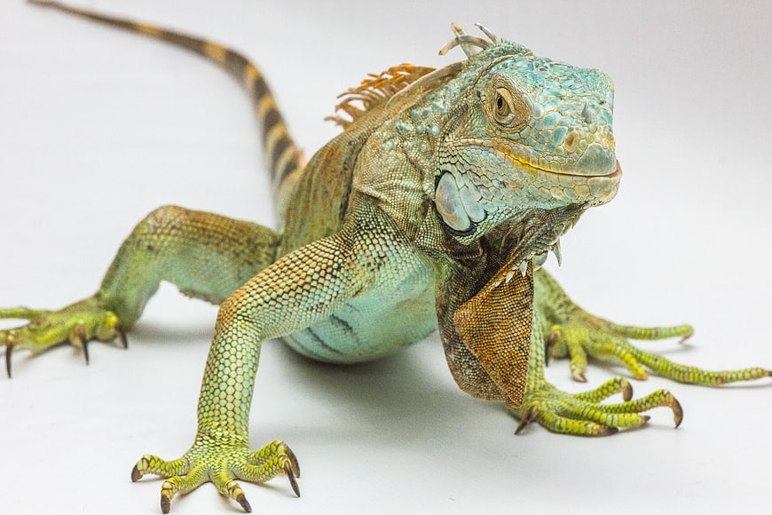 Green Iguana on White Background