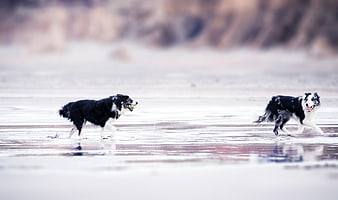 Two Border Collies Running on Wet Sandy Beach