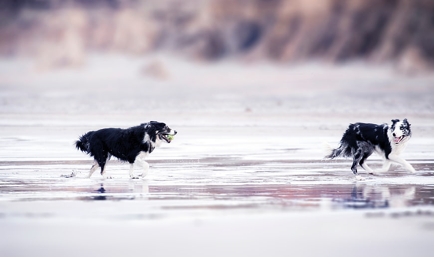 Two Border Collies Running on Wet Sandy Beach