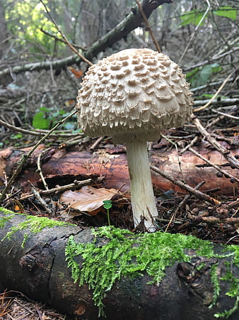 Close-up of Shaggy Parasol Mushroom in Forest
