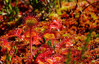 Close-up of Round-leaved Sundew Carnivorous Plant with Dew Drops