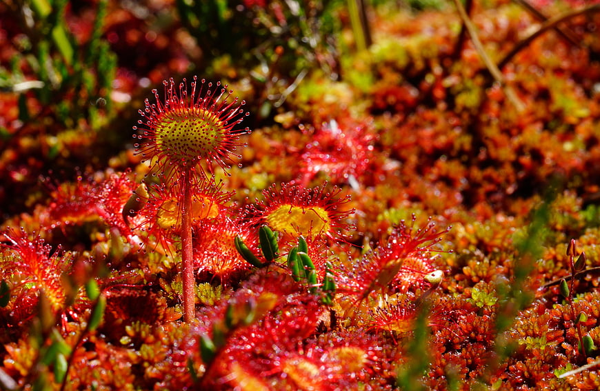 Close-up of Round-leaved Sundew Carnivorous Plant with Dew Drops