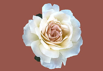 White and Pink Rose on Terracotta Background