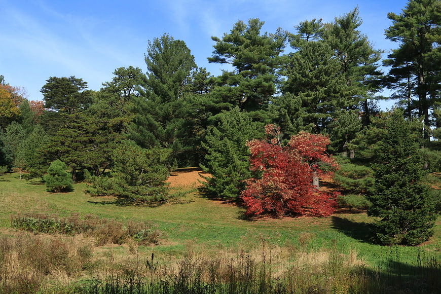 Autumn park landscape with red maple and green pine trees