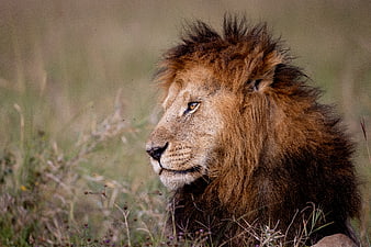 Majestic Male Lion Portrait in African Savanna Grass