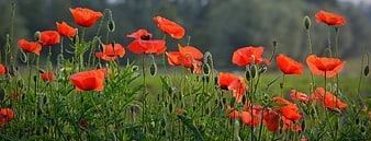 Vibrant Red Poppies in a Green Field