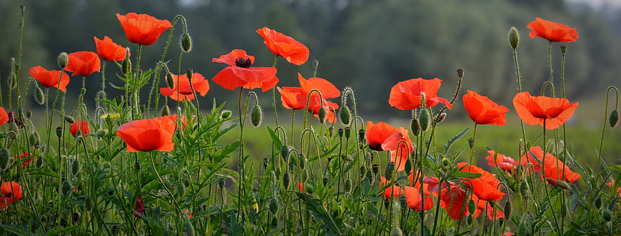 Vibrant Red Poppies in a Green Field