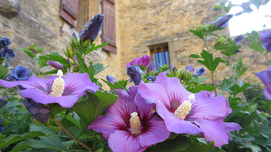 Purple Hibiscus Flowers Blooming in Front of Stone House