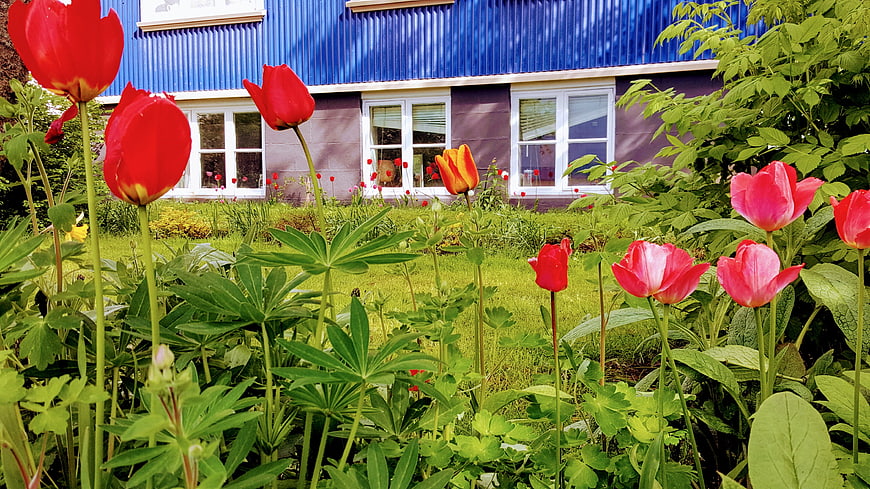 Vibrant red and pink tulips in a lush green garden