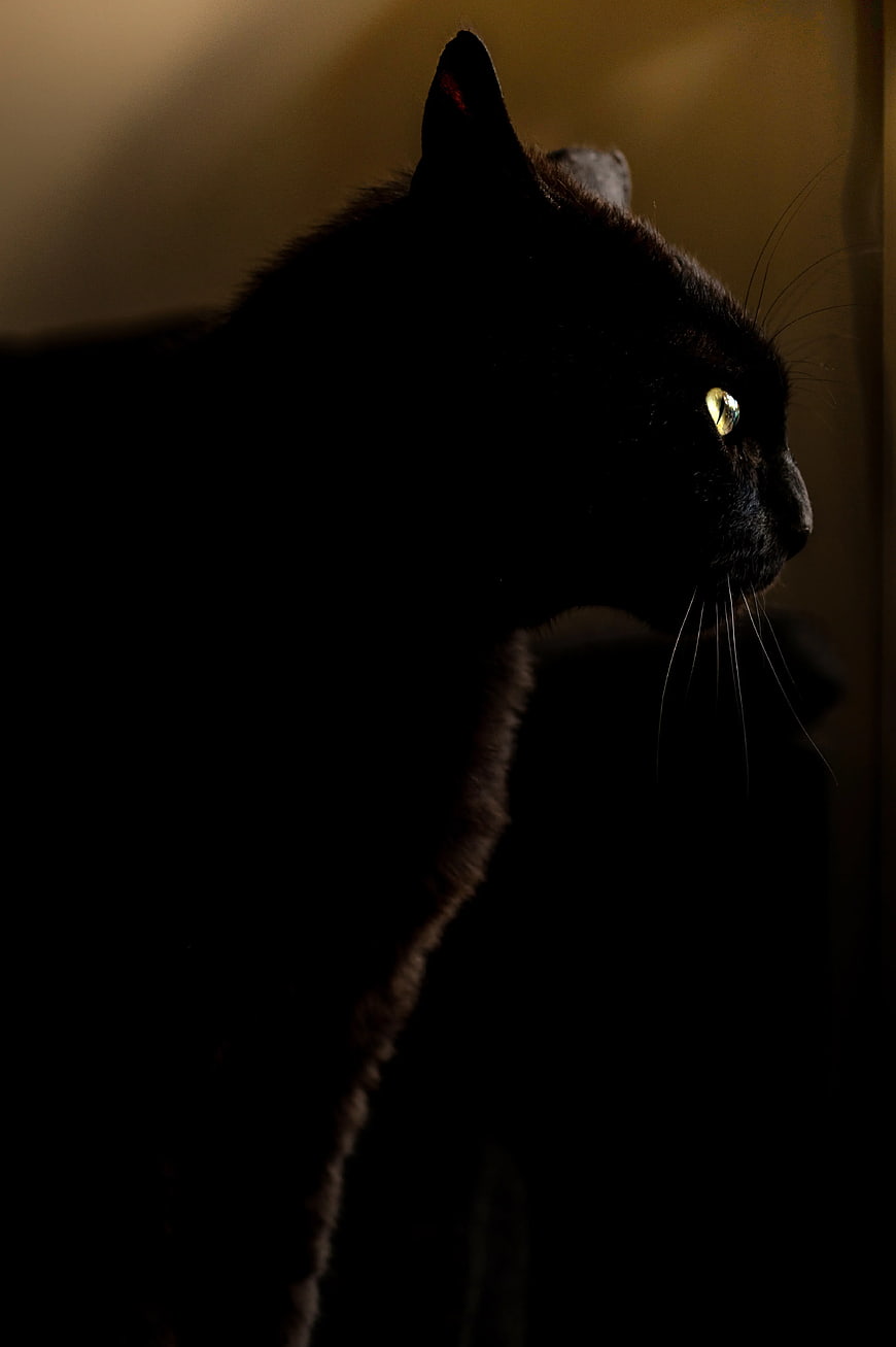 Silhouette of a Black Cat with Glowing Yellow Eye