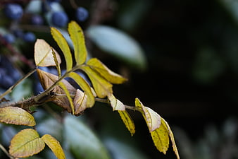 Close-up of yellowing autumn leaves on a thorny branch