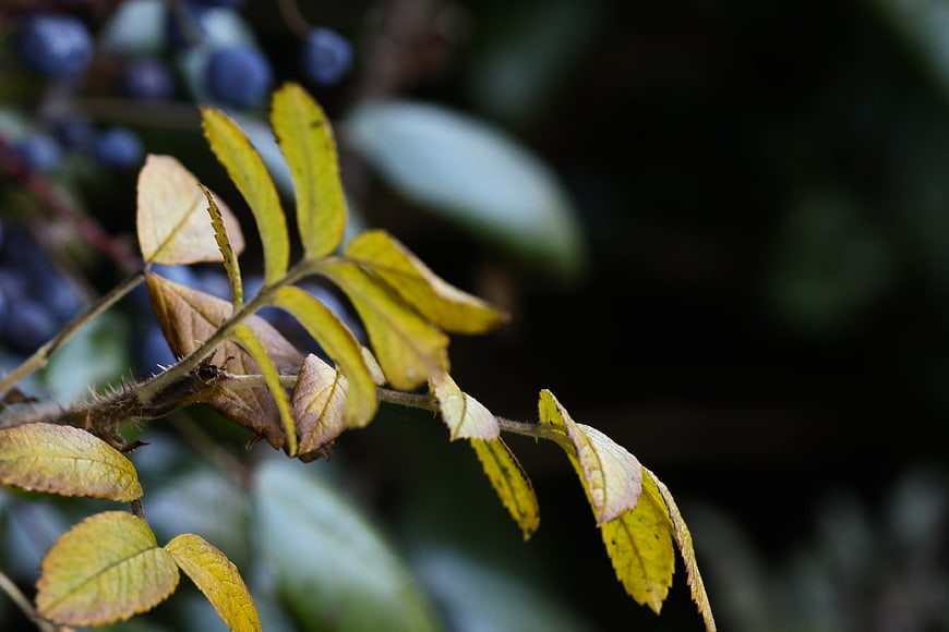 Close-up of yellowing autumn leaves on a thorny branch