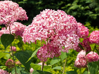 Vibrant Pink Hydrangea Blooms in a Lush Green Garden