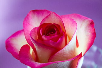 Close-up of a Pink and White Rose on Purple Background