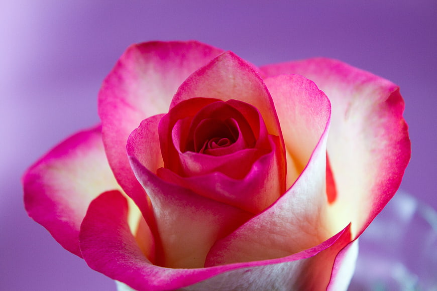 Close-up of a Pink and White Rose on Purple Background