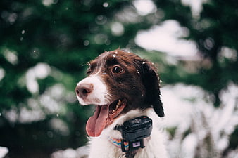Happy brown and white dog panting in snowy forest