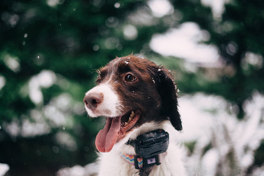 Happy brown and white dog panting in snowy forest