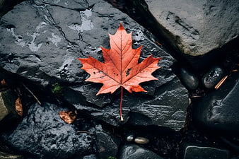 Red Maple Leaf on Wet Dark Rocks in Autumn