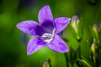 Close-up of a purple bellflower with green blurred background