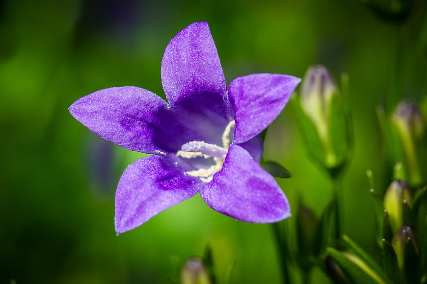 Close-up of a purple bellflower with green blurred background