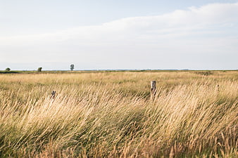 Golden grassy field with wooden fence posts under cloudy sky