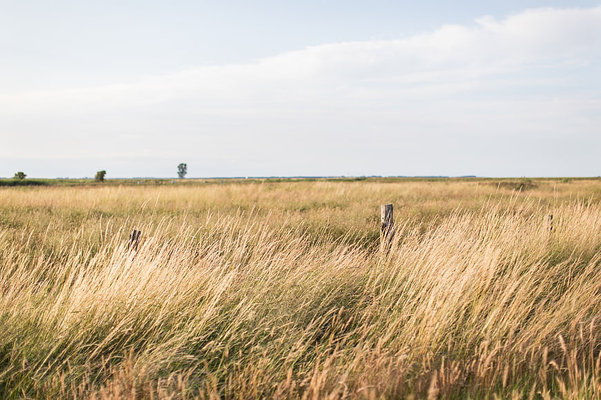 Golden grassy field with wooden fence posts under cloudy sky