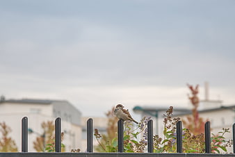 Small Sparrow Perched on Metal Fence with Urban Background
