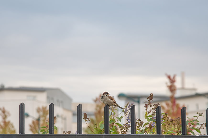 Small Sparrow Perched on Metal Fence with Urban Background