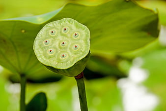 Close-up of green lotus seed pod with seeds