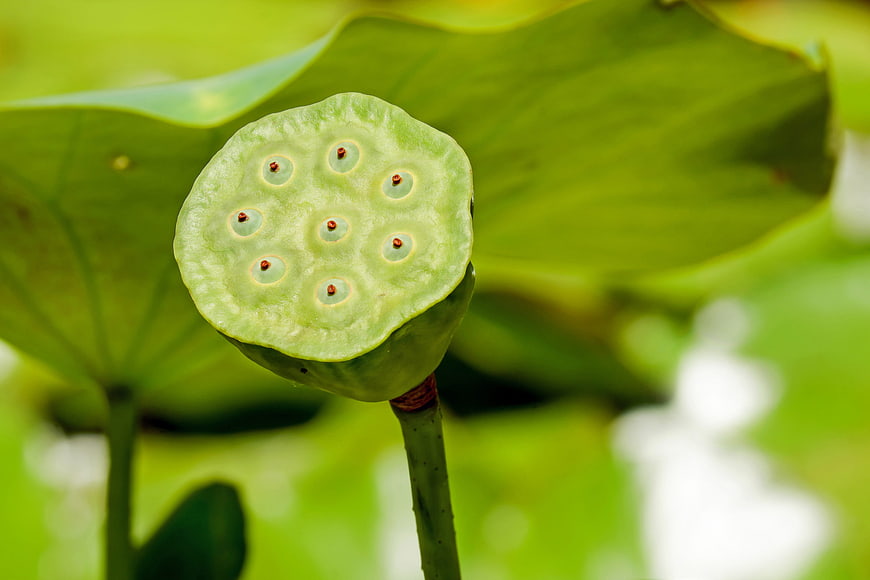Close-up of green lotus seed pod with seeds